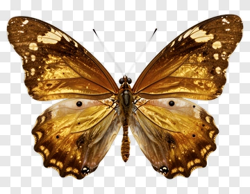 Golden Butterfly With Intricate Wing Patterns PNG