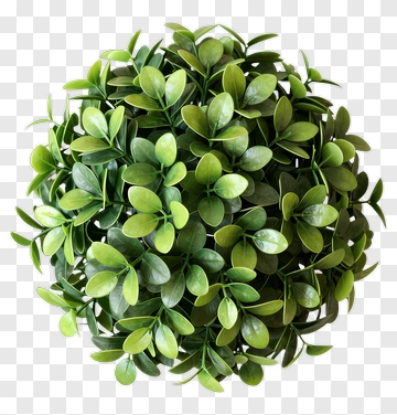 Topiary Ball PNG