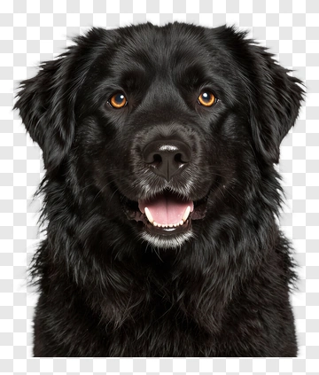 Black Dog Portrait PNG