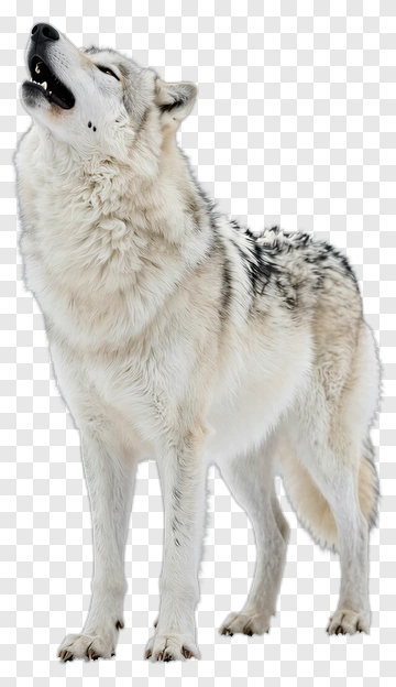 Wolf Howling In Snow PNG