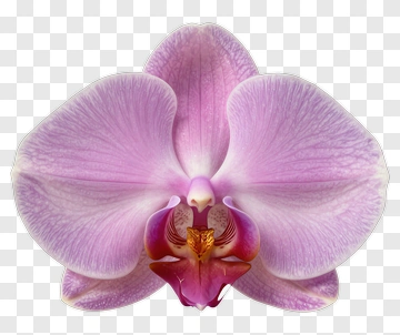 Pink Orchid Bloom PNG