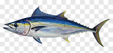 Realistic Watercolor Tuna Fish PNG
