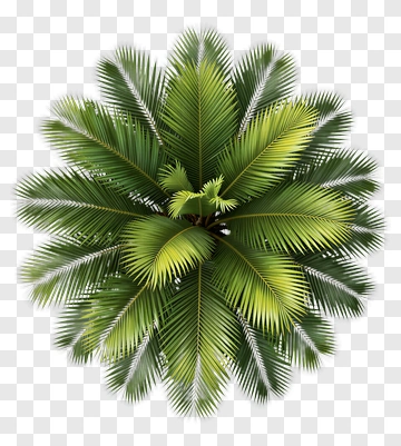 Sago Palm From Above PNG
