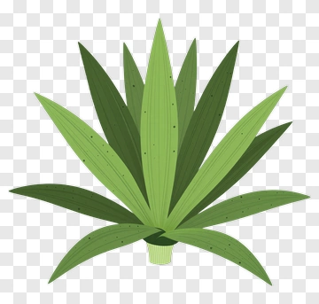 Spiky Green Plant Illustration PNG