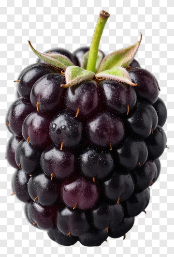 Blackberry With Green Stem PNG