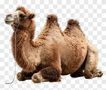 Camel PNG