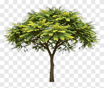 Tree With Green And Yellow Leaves PNG