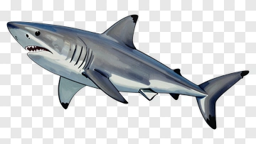 Shark PNG