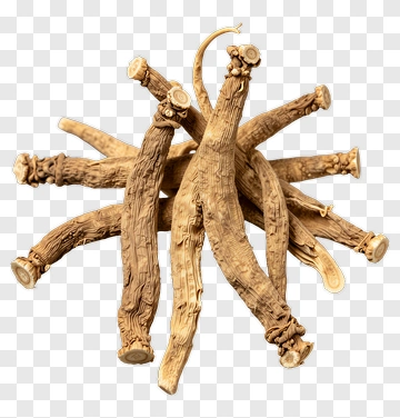 Roots PNG