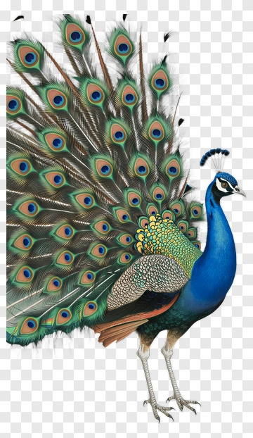 Peacock With Spread Feathers PNG