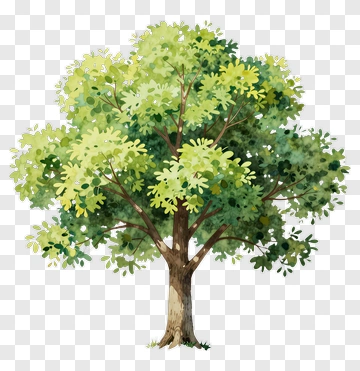 Watercolor Tree With Green Leaves PNG