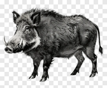 Wild Boar PNG