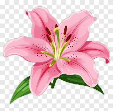 Pink Lily With Green Leaf PNG