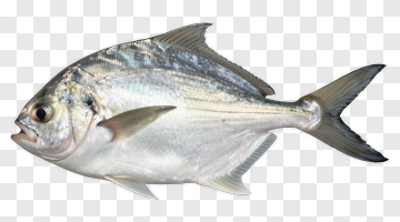 Silver Fish With Reflective Scales PNG