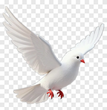 Flying Dove PNG
