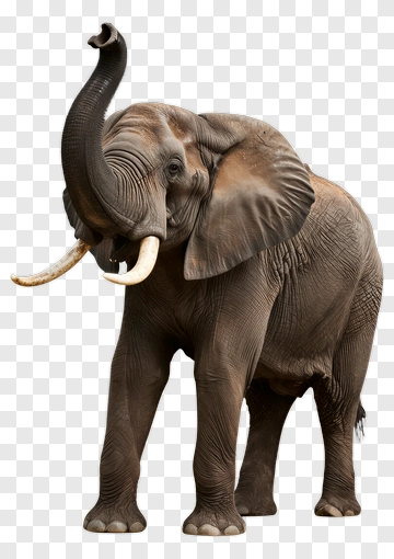 Elephant With Raised Trunk And Tusks PNG