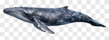 Humpback Whale PNG