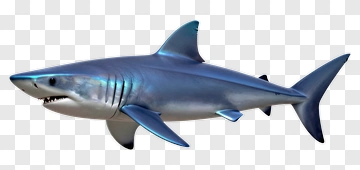 Shark PNG