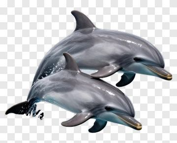 Two Dolphins Jumping Out Of Water PNG