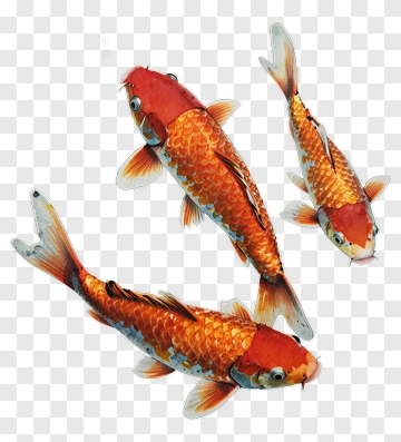 Three Koi Fish In Watercolor Style PNG