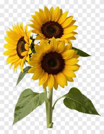 Three Sunflowers With Green Leaves PNG
