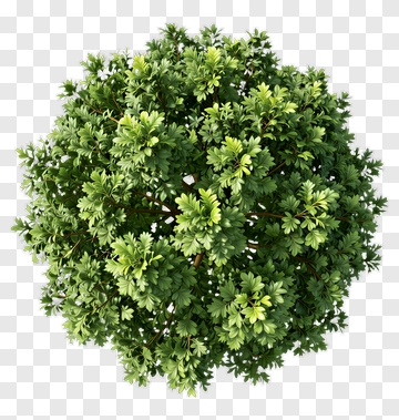 Round Bush With Lush Foliage PNG