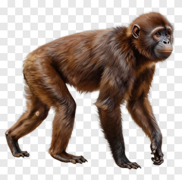 Primate With Brown Fur PNG