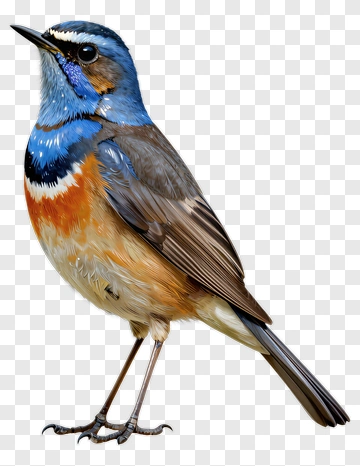 Blue And Orange Songbird PNG