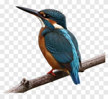Kingfisher Perched On Branch PNG
