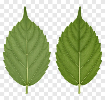 Two Green Leaves PNG