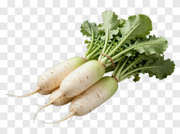 Fresh Daikon Radish With Greens PNG