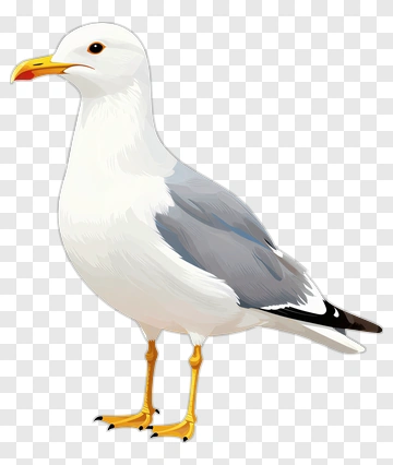 Seagull Standing PNG