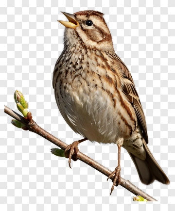 Bird Perched On Branch PNG