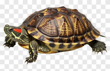 Red Eared Slider Turtle PNG