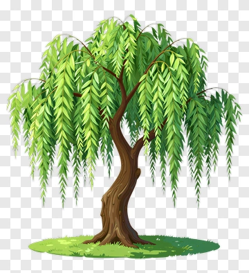 Willow Tree PNG