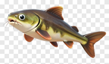 Cartoon Catfish PNG
