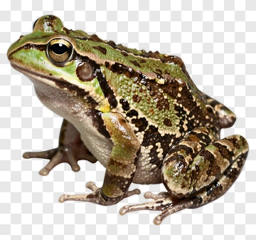 Frog PNG