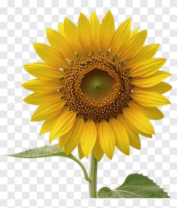 Sunflower In Full Bloom PNG