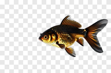 Goldfish PNG