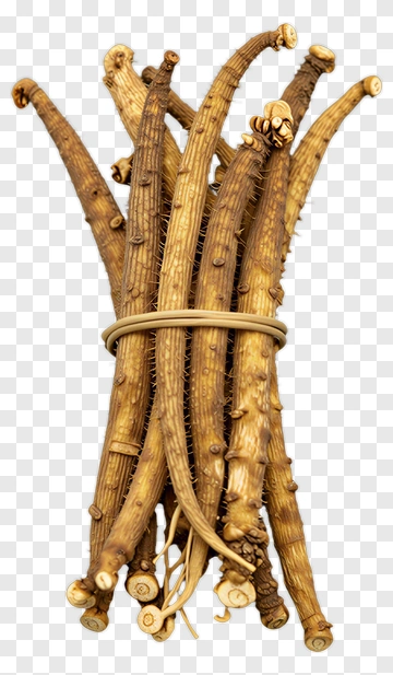 Bundle Of Ginseng Root PNG