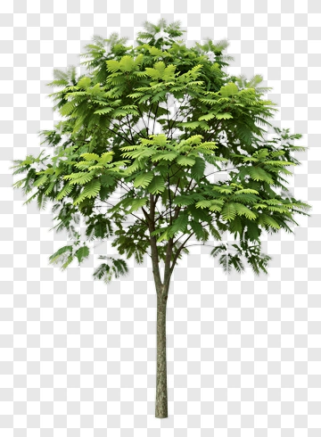 Tree With Lush Green Foliage PNG