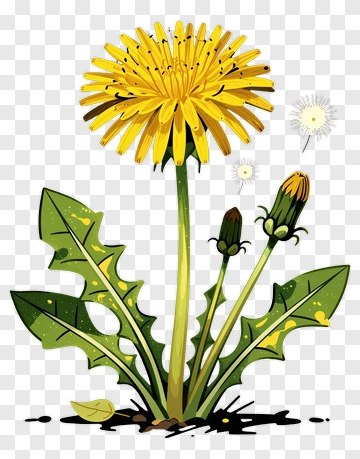Dandelion With Seed Heads And Buds PNG