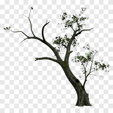 Tree With Green Leaves PNG