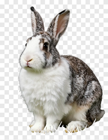 White And Gray Rabbit Sitting On Grass PNG
