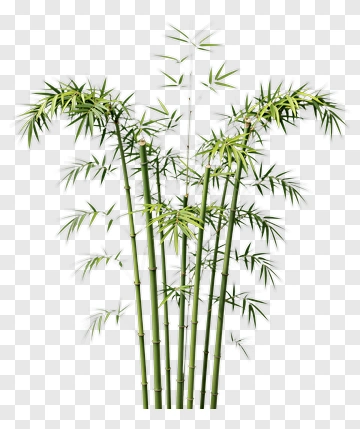 Bamboo PNG