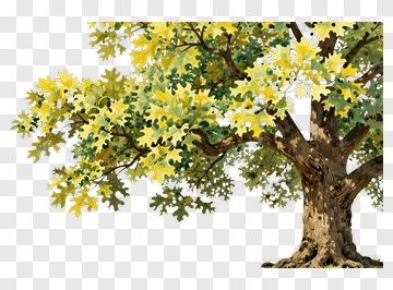 Watercolor Oak Tree With Yellow Leaves PNG