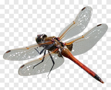 Red Dragonfly In Flight PNG