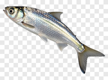 Silver Fish With Iridescent Scales PNG