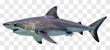 Shark PNG