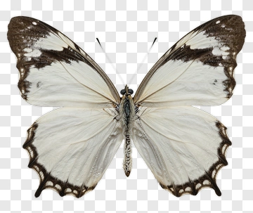 White And Brown Butterfly PNG
